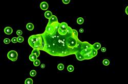 探索华油，中国能源的绿色瑰宝