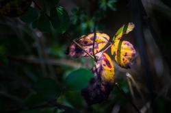 探究天奈科技股价下跌之谜，市场因素与公司动态的交织