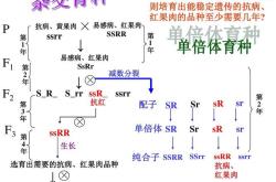 单倍体育种主要步骤