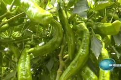 青岛啤酒新提交件商标注册申请