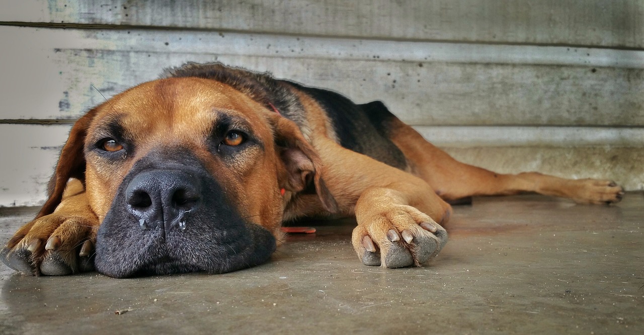 狗咬伤致居民患狂犬病死亡，悲痛警示