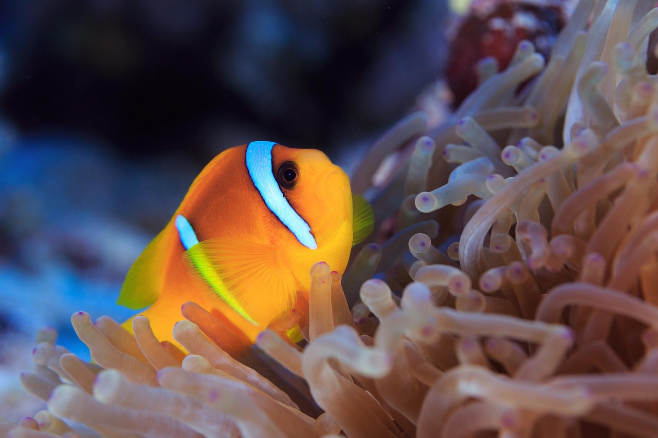 探索海欣，揭秘海洋生物的奇妙世界