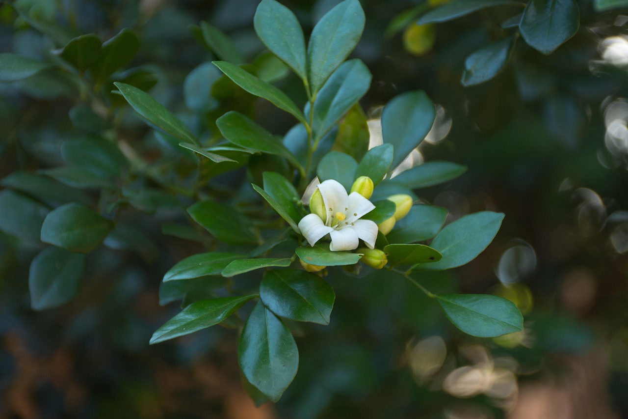 昨日新增本土2例，疫情动态更新与防控措施解析