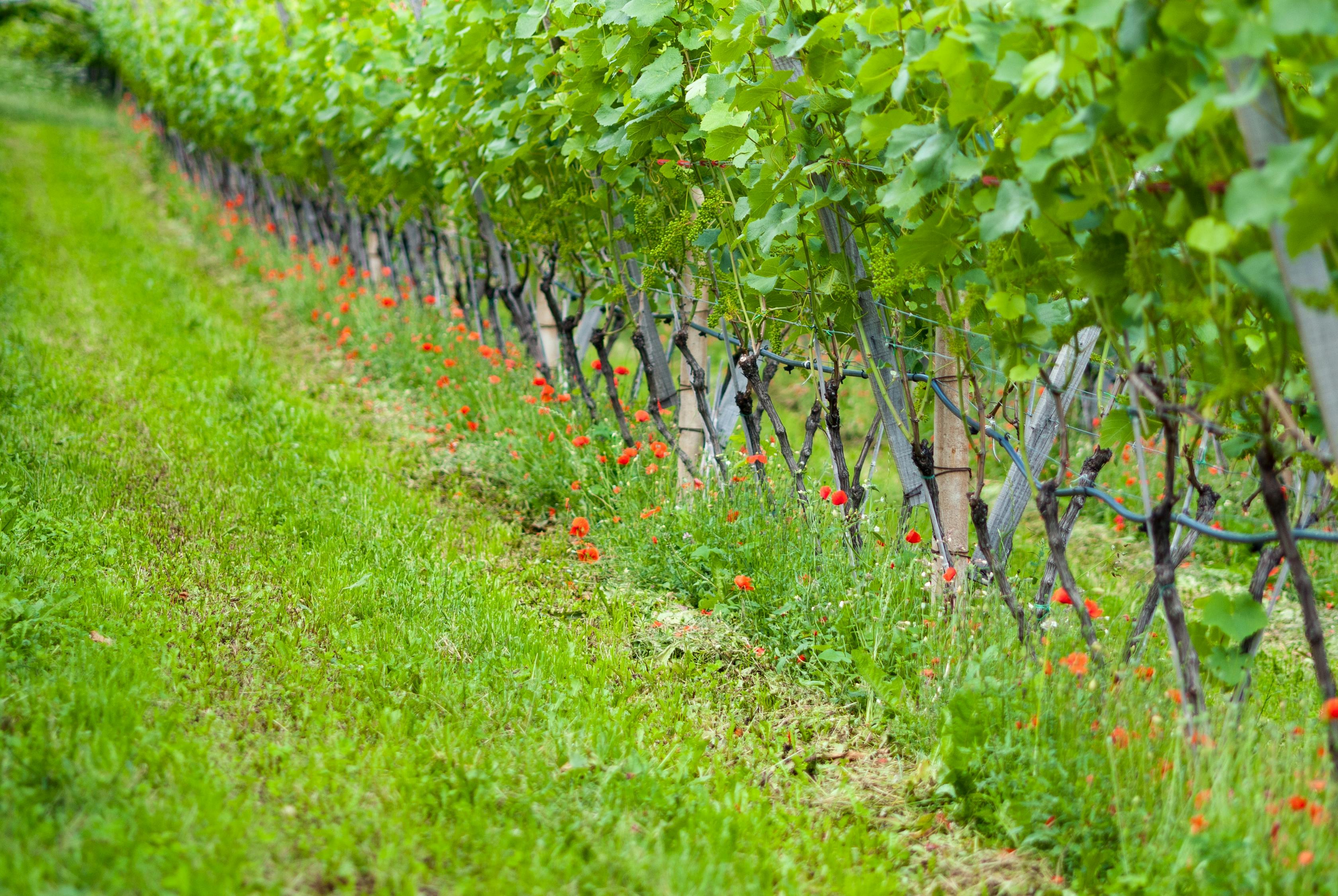 芭田股份，农业科技的创新先锋，如何引领绿色农业的未来？